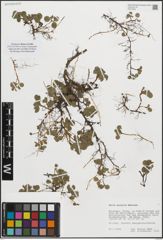 Foto von Salix polaris Wahlenb.